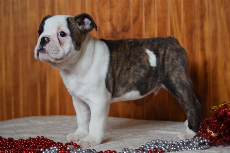 Both parents AKC Reg English <b>Bulldog</b> Pups 27. . Micro bulldog puppies for sale